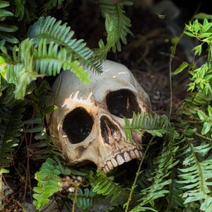 May include: A realistic human skull replica featuring an off-white, weathered bone texture with deep, dark eye sockets and a nasal cavity. The skull is partially obscured by vibrant green fern fronds and foliage, creating a natural contrast.