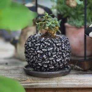 May include: A small succulent plant in a round, black and silver skull-covered pot. The pot sits on a matching saucer. The plant has small green leaves and is set against a blurred background of other plants.