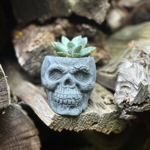 May include: A gray skull-shaped planter with a succulent plant growing inside. The planter is made of concrete and has a detailed design. The succulent is green and has fleshy leaves.