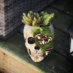 May include: A skull-shaped planter with a weathered, off-white finish. The planter is filled with green and yellow plants, with a patch of green moss and small red and white mushroom decorations on the side. The planter sits on a wooden surface.