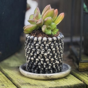 May include: A small succulent plant with green and red-tipped leaves sits in a cylindrical planter. The planter is covered in a pattern of small skulls and rests on a round, light-colored saucer.
