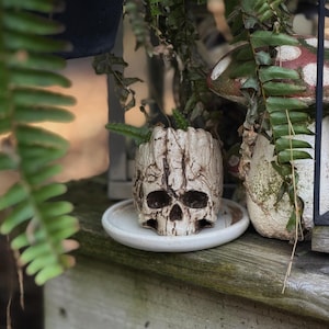 May include: A skull-shaped planter made of ceramic, with a weathered, textured finish. The planter sits on a small, round, white saucer. The skull has dark eye sockets and a detailed, cracked design. Green plants are growing inside the planter.