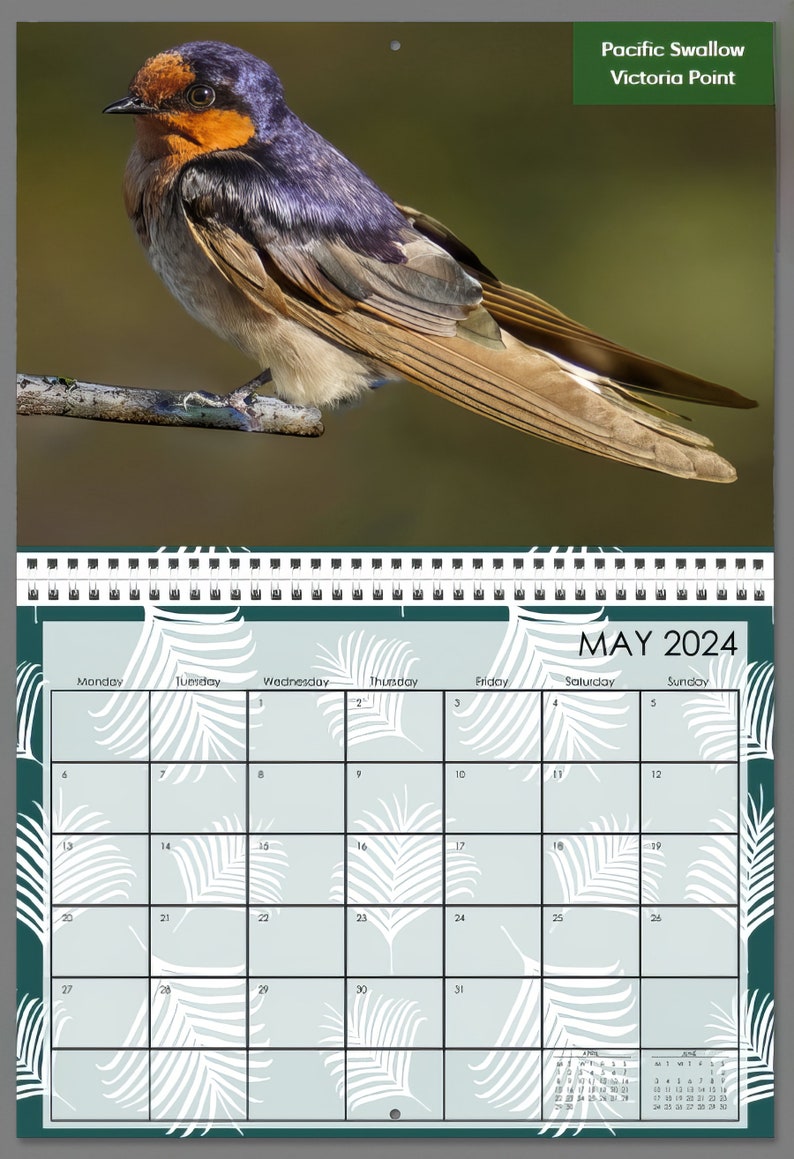 Brisbane Birds 2025 Calendar Stunning Birdlife From Etsy Australia