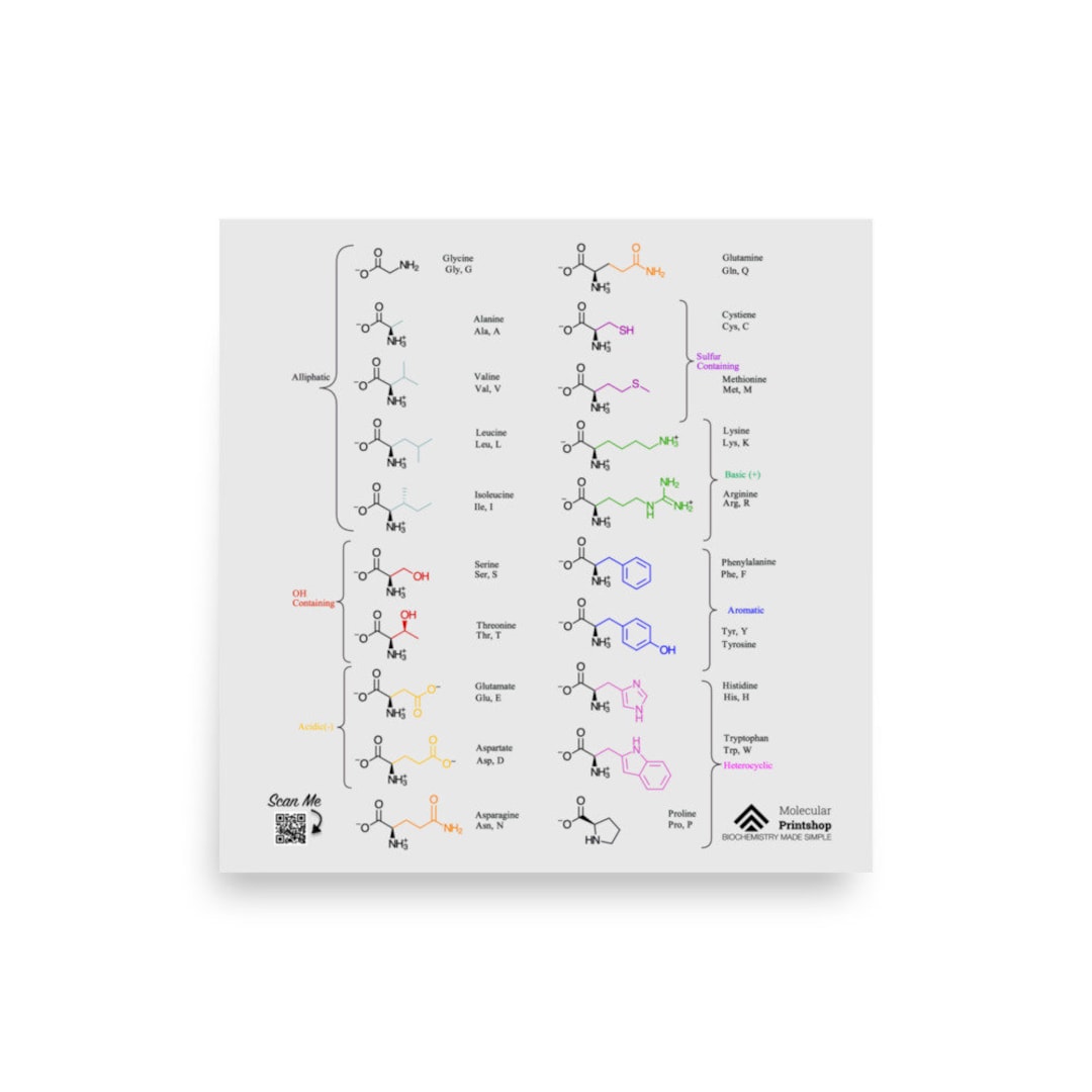 Zwitterionic Twenty 20 Amino Acids Square Poster College Biochemistry