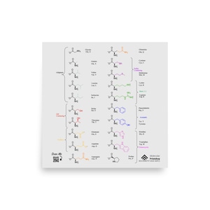 Zwitterionic Twenty (20) Amino Acids Square Poster : College Biochemistry Study Aid for Medical School, Chemistry art, Science Print
