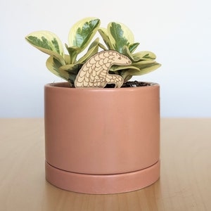 May include: A potted plant with variegated leaves in a terracotta pot. A wooden cutout of a pangolin is sitting on the soil.