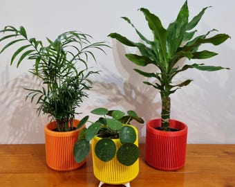 Minimalistische 3D-geprinte plantenpot voor binnen | Kamerplantenbak | Bruin, zwart, roze, oranje, rood, geel