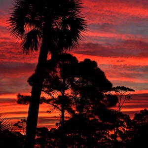 Puede incluir: Silueta de palmeras y otros árboles contra un cielo de puesta de sol rojo y naranja vibrante.