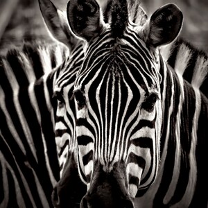 May include: A close-up of two zebras, with the stripes of one zebra overlapping the other. The zebras are in black and white, and the image is in focus.