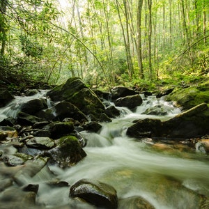 Journey to the Heart of the Forest A Photographer&#39;s Tale of Endurance and Connection to Nature