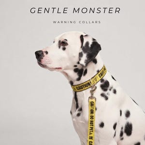 Può includere: Un collare per cani giallo con guinzaglio abbinato che presenta il testo nero CAUTION e CAUTION: DO NOT PET con un simbolo di avvertimento triangolare. Il collare è indossato da un cane bianco con macchie nere. Il testo GENTLE MONSTER WARNING COLLARS è visibile.