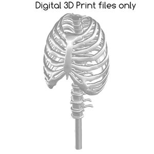 May include: A 3D printed model of a human rib cage and spine. The model is made of white plastic and is designed for printing. STL file.