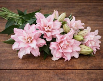 LILY - ANOUSKA(shipping April 2026)