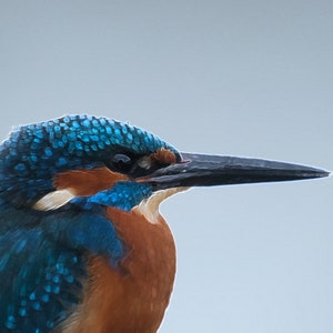 Kingfisher Head JPG