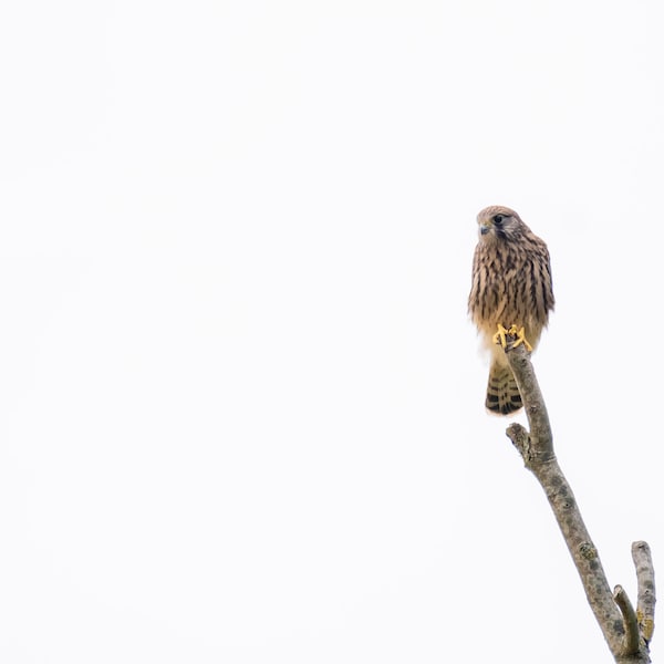 Kestrel sitting