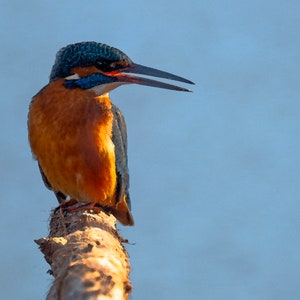 Kingfisher in the sun