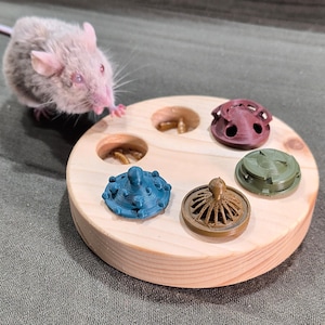Foraging toy for mice and small rodents with interchangeable lids