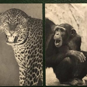 9 Postales antiguas de Francia Zoológico