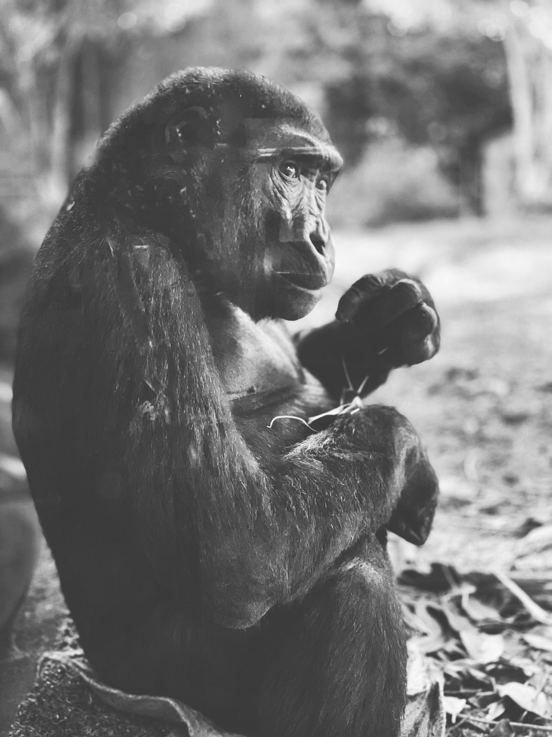 Gorilla Wall Art Digital Download Print Etsy