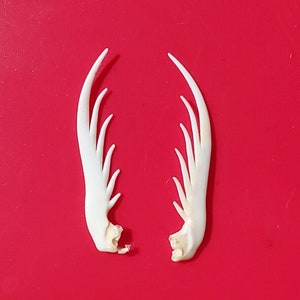 May include: Two white, bone-like, decorative pieces with a fan-like shape. The pieces are on a red background.