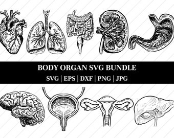 Body Organs Clipart Digital Clip Art Human Body PNG SVG Instant ...