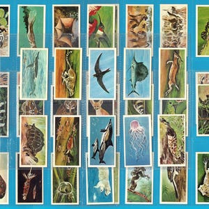 May include: A collection of rectangular vintage trading cards arranged in a grid on a blue background, each featuring a detailed color illustration of a different animal, including mammals, birds, fish, insects, and marine life in various habitats.