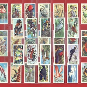 TROPICAL BIRDS - Originele Britse theekaartenset uit 1961 - Brooke Bond - papegaai. Paradijsvogels. Kaketoe. Toekan. Ara - origineel (OS01)