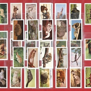 WILD ANIMALS-kaarten - originele British Tea-kaartenset uit 1958 - HORNIMAN'S Tea - aap. Koala. Jachtluipaard. IJsbeer. Panda. Educatief (OS01)