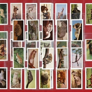 WILD ANIMALS-kaarten - originele British Tea-kaartenset uit 1958 - HORNIMAN'S Tea - aap. Koala. Jachtluipaard. IJsbeer. Panda. Educatief (OS01)