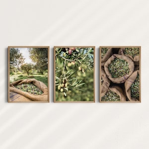 Conjunto de 3 fotos de ramos de oliveira, arte de parede digital, Mediterrâneo, Grécia, Maiorca, Espanha, olival, colheita, botânica