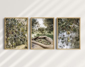 May include: Three framed photographs of olive trees and a burlap sack filled with olives. The first photo shows a close-up of olive branches with green leaves and black olives. The second photo shows a burlap sack filled with green olives. The third photo shows a close-up of olive branches with green leaves and green olives.