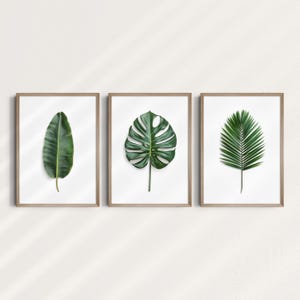 Peut inclure: Trois impressions encadrées de feuilles tropicales. Les impressions sont dans un style simple et moderne et présentent une seule feuille dans chaque cadre. Les feuilles sont de couleur vert foncé et sont disposées en rangée verticale.