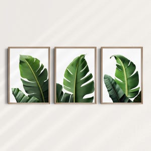 Pode incluir: Três impressões emolduradas de folhas tropicais verdes em um fundo branco.