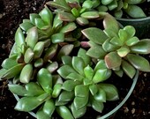 Live Succulent Fully Rooted in 4 quot Planter Perfect for Hanging Plant Wall Garden Arrangements Centerpieces