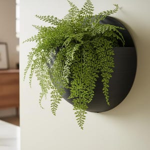 May include: A black, circular wall planter with a trailing green fern. The planter is mounted on a white wall, creating a modern, minimalist aesthetic. The fern's delicate leaves cascade downwards.