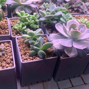 May include: An assortment of potted succulents in square, dark gray containers. The plants vary in color from light green to purple, with a variety of leaf shapes and textures. The pots are filled with a mix of soil and small, brown pebbles.