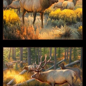 Puede incluir: Dos imágenes de alces en un entorno boscoso. La imagen superior muestra un gran alce macho con una gran cornamenta de astas de pie en un claro con otros alces. La imagen inferior muestra un alce macho de pie en un arroyo con otros alces en el fondo.