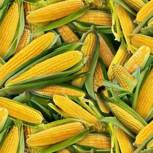 Può includere: Un'immagine ravvicinata di un mucchio di pannocchie di mais fresche. Il mais è giallo e verde, e le foglie sono ancora attaccate. Il mais è disposto in modo casuale, e alcuni chicchi sono visibili.