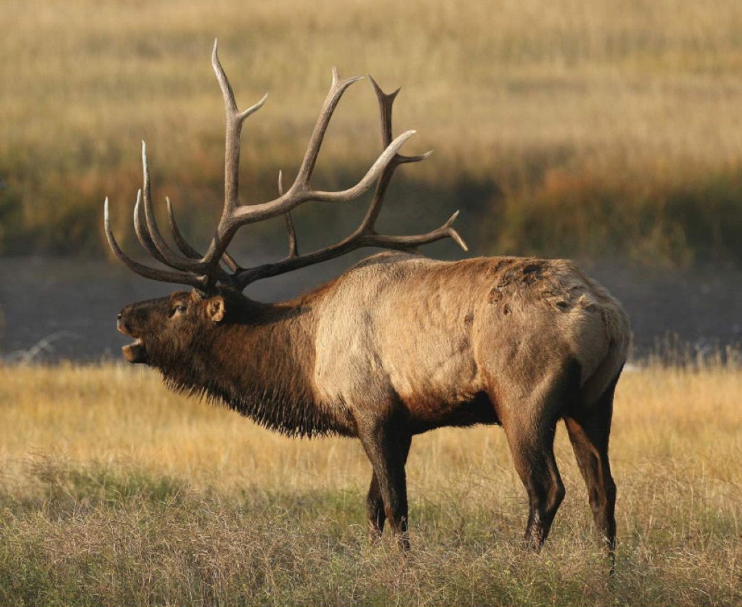 Elk Fabric Panel 43x36, PD7377 King's Camo by Riley Black Designs, Elk