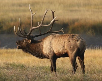 Elk Stoffpanel 43 "x 36 ", PD7377 King's Camo von Riley Black Designs, Elk Bugling Quilt Wandbehang