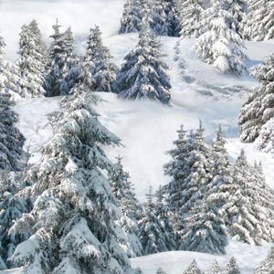 May include: A snowy winter forest scene with tall evergreen trees covered in white snow. The trees are densely packed together, creating a sense of depth and mystery. The snow is pristine and untouched, adding to the serene and peaceful atmosphere.