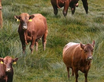 Puede incluir: Un grupo de vacas marrones pastando en un campo de hierba verde.