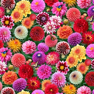 Tissu dahlias 1/2 mètre, 662E-MULTI Éclat de couleur par Elizabeth&#39;s Studio, couverture de couette fleurie, chemin de table à suspendre, sets de table