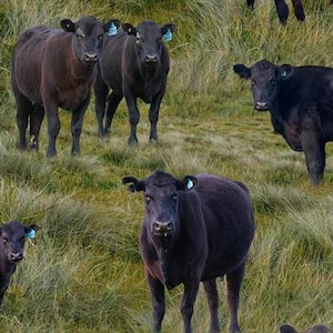 Può includere: Un gruppo di mucche nere in piedi in un campo di erba verde alta. Le mucche sono tutte rivolte verso la telecamera e hanno la testa bassa. L'erba è molto alta e rigogliosa.