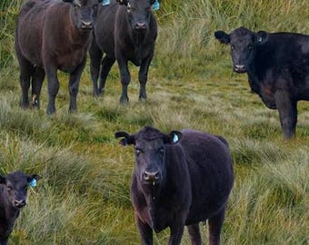Puede incluir: Un grupo de vacas negras de pie en un campo de hierba verde alta. Las vacas están todas mirando a la cámara y tienen la cabeza baja. La hierba es muy alta y exuberante.