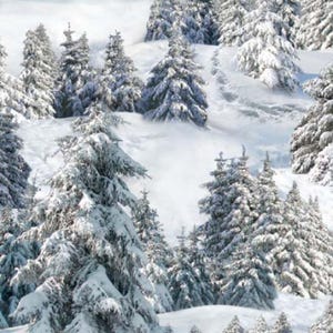 May include: A snowy winter forest scene with tall evergreen trees covered in white snow. The trees are densely packed together, creating a sense of depth and mystery. The snow-covered ground is visible in the foreground and background, creating a serene and peaceful atmosphere.