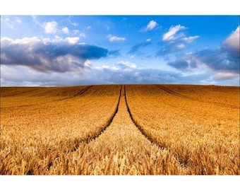 May include: A field of golden wheat with two tire tracks leading to the horizon under a blue sky with white clouds.