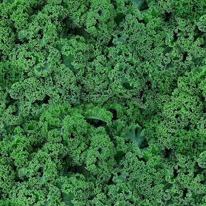 Puede incluir: Una imagen de primer plano de un montón de hojas de col rizada frescas y de color verde oscuro.
