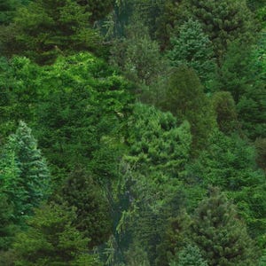 May include: A dense forest scene featuring a variety of green trees and foliage. The image depicts a lush, natural environment with a range of tree types and textures.