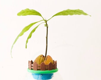 TWO EYF Design Mini Avocado Garden | Avocado Seed Boat | Avocado Seed Sprouter | Avocado Seed Planter